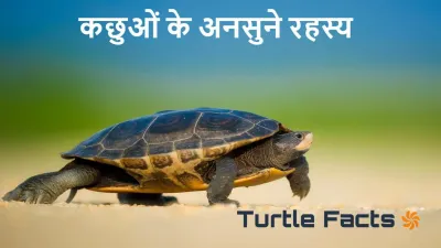 कछुओं के अनोखे राज: रोचक तथ्य जो आपको चकित कर देंगे! Amazing Facts About Turtles