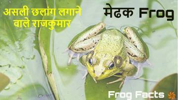 क्या आप जानते हैं? मेंढक के बारे में ये रोचक बातें! Interesting Facts about Frog