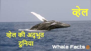 पृथ्वी के सबसे विशाल और रहस्यमयी जीव - व्हेल के बारे में अज्ञात रहस्य और रोचक तथ्य
