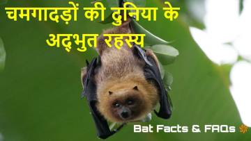 चमगादड़: एक अनोखा उड़ने वाला स्तनधारी | अनोखे तथ्य जो आप नहीं जानते होंगे