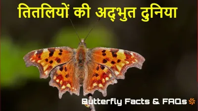 तितलियों की दुनिया: जानिए रोचक और हैरान कर देने वाले तथ्य! Facts About Butterflies