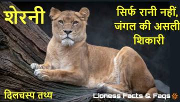 शेरनी: जंगल की असली बॉस! शेरनियों के 10 अनसुने तथ्य! Lioness Facts in Hindi