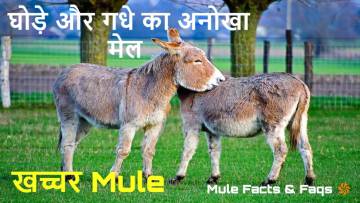 घोड़े और गधे का अद्भुत संगम: खच्चरों के रोचक तथ्य! Amazing Mule Facts in Hindi