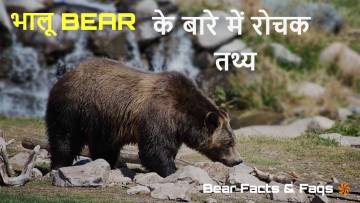 भालू की दुनिया: आदत, व्यवहार और आश्चर्यजनक तथ्य! Interesting Bear Facts in Hindi