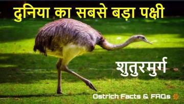 सबसे तेज दौड़ने वाला पक्षी! शुतुरमुर्ग के बारे में वैज्ञानिक रोचक तथ्य