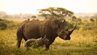 गैंडे: ताकत, शान और रहस्य का प्रतीक अद्भुत रोचक तथ्य! Rhinoceros Facts in Hindi