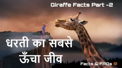 जिराफ: धरती का सबसे ऊँचा जीव! कुछ रोचक जानकारियाँ 20+ Amazing Giraffe Facts