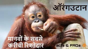 जंगल के बुद्धिमान: मानवों के सबसे करीबी रिश्तेदार! ऑरंगउटान के बारे में रोचक तथ्य! Orangutan Facts in Hindi