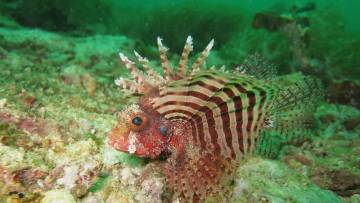 सिंह मछली: खूबसूरत शिकारी परन्तु समुद्री खलनायक! रोचक तथ्य Interesting Lionfish Facts in Hindi with FAQs