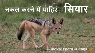सियार - जंगल का बुद्धिमान खिलाड़ी! अद्भुत तथ्य जो आपको चौंका देंगे! Facts about Jackal