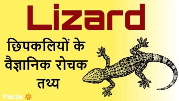 छिपकलियों के बारे में वैज्ञानिक रहस्य और अद्भुत रोचक तथ्य!