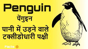 पेंगुइन: पानी में उड़ने वाले टक्सीडोधारी पक्षी! अनोखे रहस्य और रोचक तथ्य Interesting Facts about Penguin