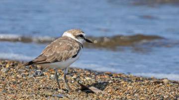 चिड़िया का उपहार - पत्थर का जादू! The Magic of the Stone Inspiring Short Story in Hindi