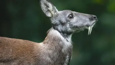 कस्तूरी मृग: हिमालय का आश्चर्यजनक रहस्य! 15 Amazing Musk Deer Facts