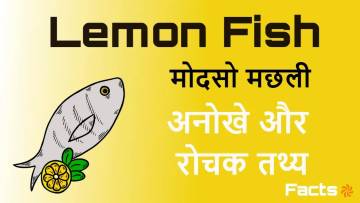 दक्षिण भारत का ख़ज़ाना: मोदसो मछली (Lemon Fish) के बारे में मिथक, रहस्य और वैज्ञानिक तथ्य!
