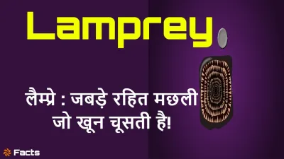 रहस्यमयी लैम्प्रे (Lamprey) जबड़े रहित मछली जो खून चूसती है! Amazing Facts about Lamprey Fish in Hindi