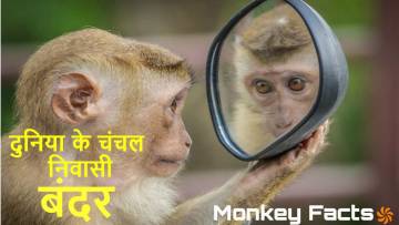 बंदरों के बारे में 20 दिलचस्प तथ्य! Interesting Facts about Monkey with FAQs