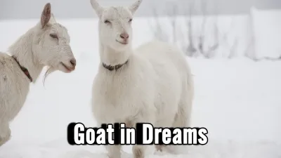 सपने में बकरी देखना – Sapne Me Bakri Meaning | काली, सफेद, बच्चा और झुंड का सपना