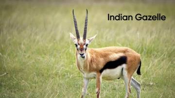 राजस्थान का रत्न: चिंकारा हिरण के बारे में रोचक तथ्य! Interesting Chinkara Deer Facts in Hindi