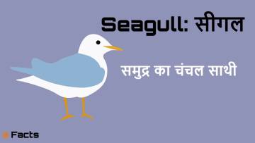 समुद्र का परिंदा: सीगल के बारे में रोचक तथ्य! 20 Amazing and Unknown Facts about Seagull in Hindi