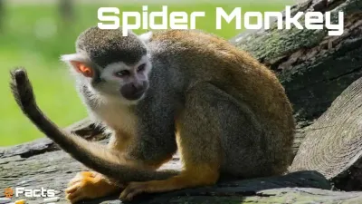 जंगल का निंजा: मकड़ी बंदर के अनोखे रहस्य और रोचक तथ्य! Facts about Spider Monkeys in Hindi