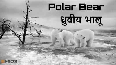 ध्रुवीय भालू (Polar Bear) के बारे में अनोखे और दिलचस्प तथ्य! Amazing Polar Bear Facts in Hindi with FAQs
