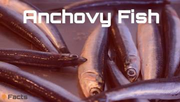 छोटी मछली, बड़ा स्वाद! एंकोवी के बारे में कुछ दिलचस्प और अनोखी बातें Interesting Anchovy Fish Facts