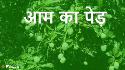 भारत का मीठा गौरव! आम के पेड़ के बारे में रोचक तथ्य! Amazing Mango Tree Facts with FAQs