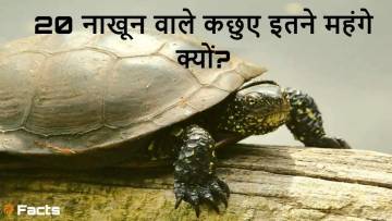 20 नाखूनों वाला रहस्य: एशिया का अनोखा कछुआ! About 20 Nails Turtle in Hindi with FAQs