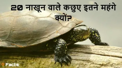 20 नाखूनों वाला रहस्य: एशिया का अनोखा कछुआ! About 20 Nails Turtle in Hindi with FAQs