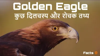 एक भव्य शिकारी पक्षी! गोल्डन ईगल के बारे में कुछ दिलचस्प और रोचक तथ्य! Golden Eagles Facts in hindi