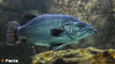 बाघैर (Baghair): दक्षिण एशिया का रहस्यमयी कैटफ़िश! रोचक तथ्य 10 Strange Baghair Fish Facts in hindi