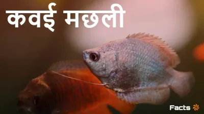 कवई मछली: भारतीय मीठे पानी की एक रहस्यमय शिकारी Interesting Facts about Kawai Fish in Hindi