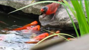 चिड़िया और मछली: सपनों को आसमान छूने दो The Short Story of Bird and Fish