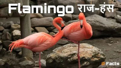 गुलाबी परिधान में सजे पक्षी: राज-हंस फ्लेमिंगो की अदभुत दुनिया! अद्भुत और रोचक तथ्य Flamingo