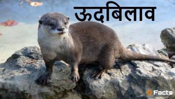 ऊदबिलाव की अद्भुत दुनिया! अनोखे और रोचक तथ्य Incredible Otters Facts in Hindi