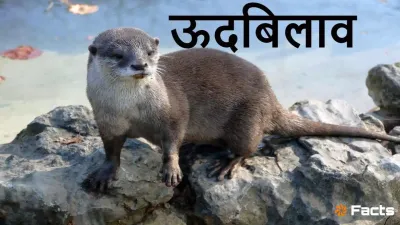 ऊदबिलाव की अद्भुत दुनिया! अनोखे और रोचक तथ्य Incredible Otters Facts in Hindi