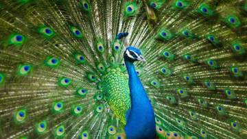 मोर: भारत का राष्ट्रीय पक्षी और उसके अनसुने रहस्य! 20 Facts about Peacock in Hindi