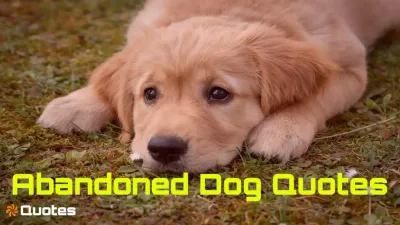 आवारा पंजे: सड़क किनारे छूटे सपने! 20 Abandoned Dog Quotes in Hindi