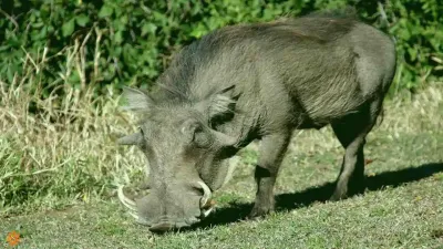 अफ्रीका का अनोखा जानवर वार्थोग: दिलचस्प तथ्य और जानकारी