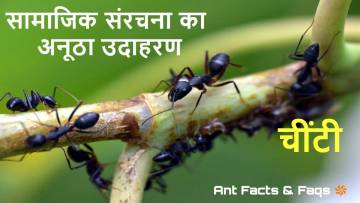 चींटियों की दुनिया : एक छोटी सी कार्यकर्ता का बड़ा संसार! रोचक तथ्य Interesting Facts about Ants