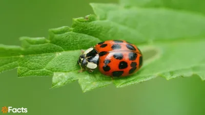 चमकीली रक्षक: लेडीबग के अनोखे और रोचक तथ्य! Interesting Facts about Ladybug with FAQs
