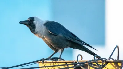 सपने में कौवा देखना: ज्योतिष और मनोविज्ञान के नज़रिए से अर्थ