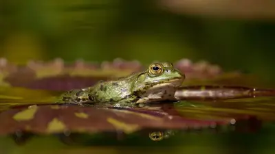 सपने में मेंढक देखना: शुभ संकेत या चेतावनी? ज्योतिष और मनोविज्ञान के नज़रिए से अर्थ