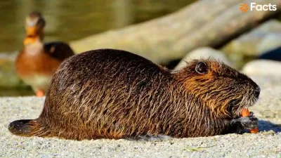 प्रकृति का अद्भुत इंजीनियर! बीवर (Beaver) से जुड़े कुछ रोचक तथ्य Interesting Facts about Beaver