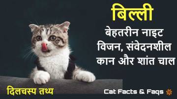 बिल्लियों के बारे में दिलचस्प तथ्य! Amazing Cat Facts in Hindi