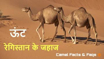 गंध का पता लगाने में माहिर: ऊंट रेगिस्तान के जहाज और एक अद्भुत प्राणी! Interesting Camel Facts in Hindi with FAQs
