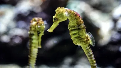 समुद्री घोड़े (Seahorse) प्रकृति की एक अनोखी रचना! अद्भुत और रोचक तथ्य! Interesting Facts about Seahorse