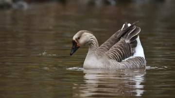 हंस (Goose) के बारे में अनोखे और रोचक तथ्य Interesting facts about Goose in Hindi