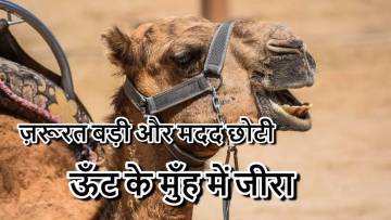 ऊँट के मुँह में जीरा: मुहावरे की उत्पत्ति, उपयोग और 5 छोटी कहानियाँ Unt Ke Munh Mein Jeera Meaning in Hindi